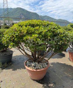 Azalea japonica - Japanische Azalee