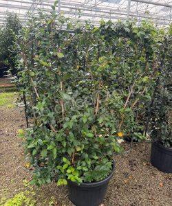 Camelia sasanqua - Kamelie