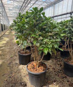 Camelia japonica - Kamelie