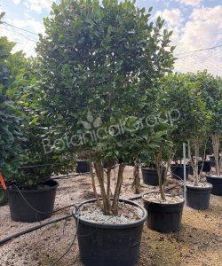 Camelia japonica - Kamelie