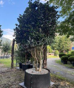 Camelia japonica - Kamelie