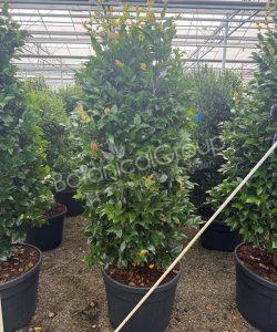 Camelia japonica - Kamelie
