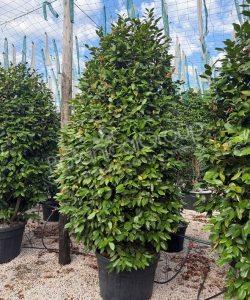 Camelia japonica - Kamelie