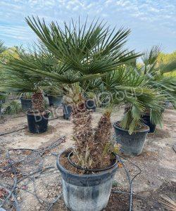 Chamaerops humilis - Europäische Zwergpalme 