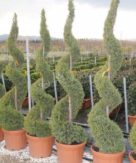 Cupressocyparis leylandii 'Castlewellan Gold'