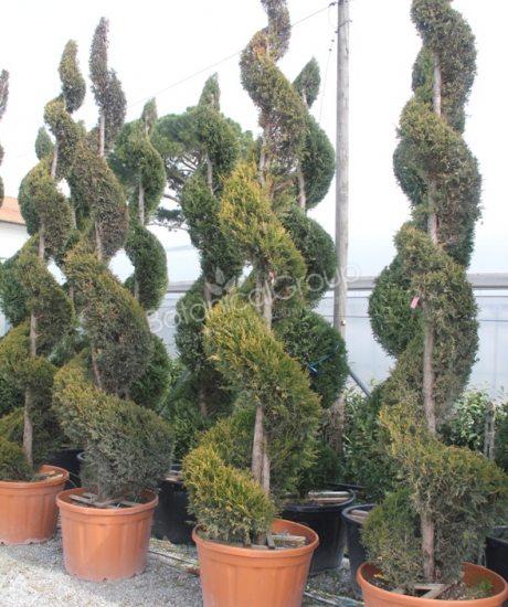 Cupressocyparis leylandii 'Castlewellan Gold'