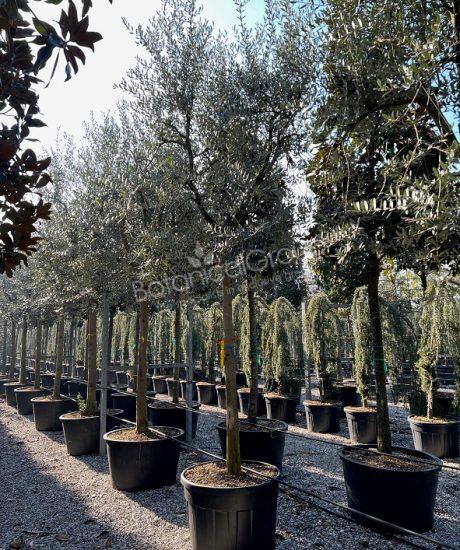 Olivenbaum Forma Toscana