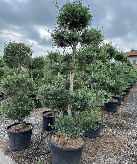 Olivenbaum Forma Toscana Pom-Pom