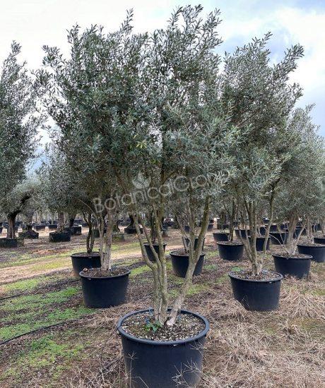 Olivenbaum Forma Toscana