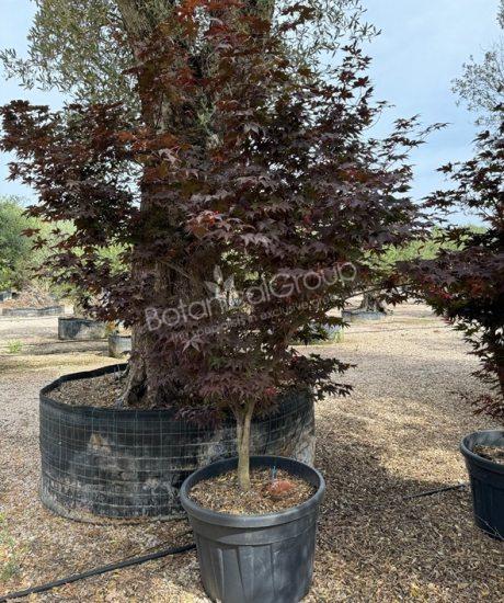 Acer palmatum 'Bloodgood' - Japanischer Ahorn