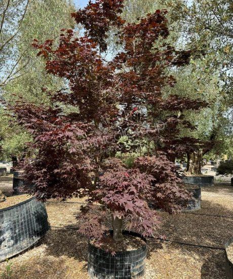 Acer palmatum 'Bloodgood' - Japanischer Ahorn