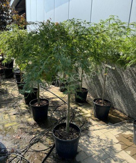 Acer palmatum dissectum 'Viride' - Japanischer Ahorn