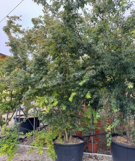 Acer palmatum 'Viride' - Japanischer Ahorn