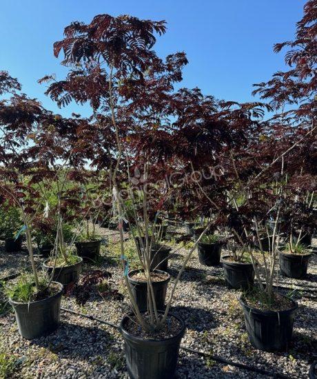 Albizia julibrissin 'Summer Chocolate' - Seidenbaum