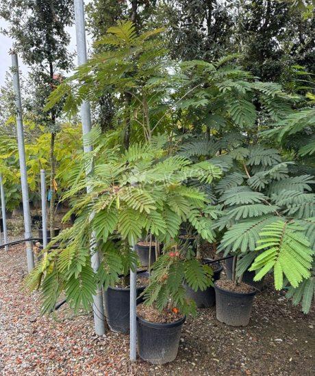Albizia julibrissin 'Ombrella' - Seidenbaum