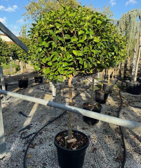 Camelia japonica - Kamelie