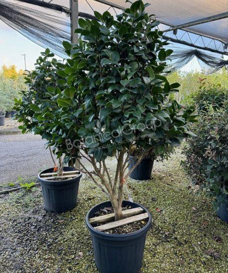 Camelia japonica - Kamelie