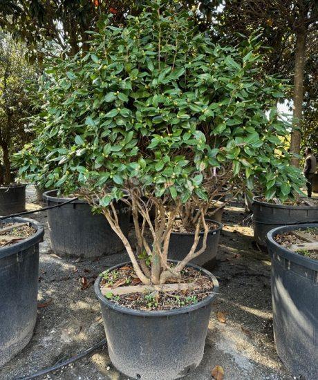 Camelia japonica - Kamelie