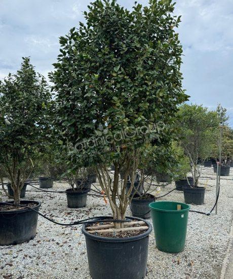 Camelia japonica - Kamelie