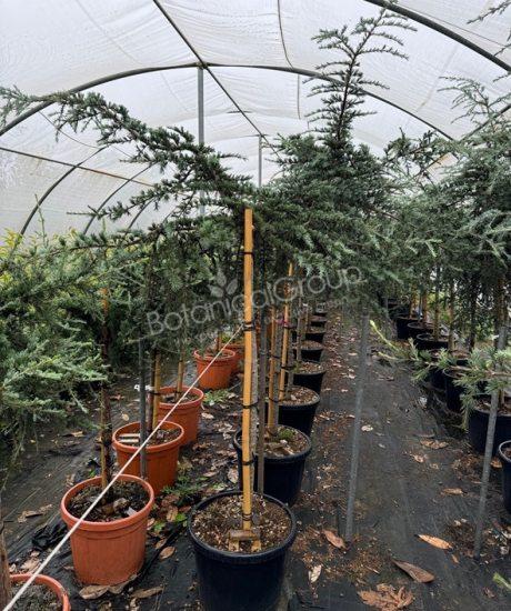 Cedrus atlantica 'Glauca pendula' - Atlas-Zeder