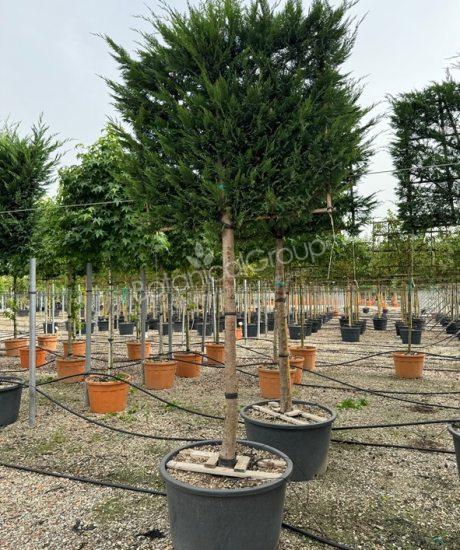 Cupressocyparis leylandii - Leyland-Zypresse