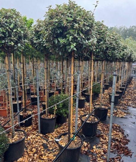 Elaeagnus ebbingei - Ölweide