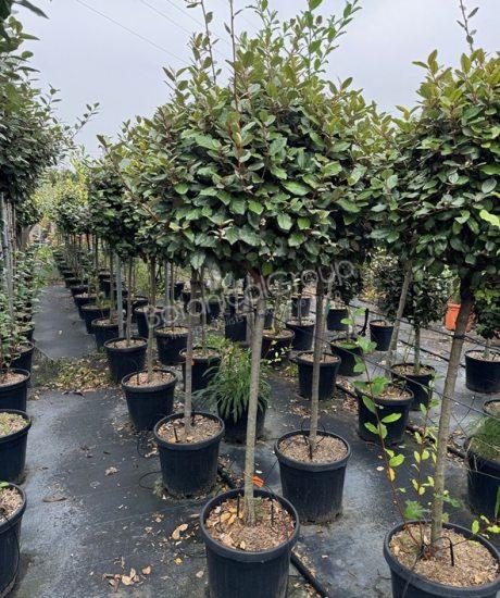 Elaeagnus ebbingei - Ölweide