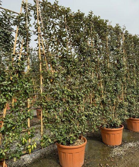 Elaeagnus ebbingei - Ölweide