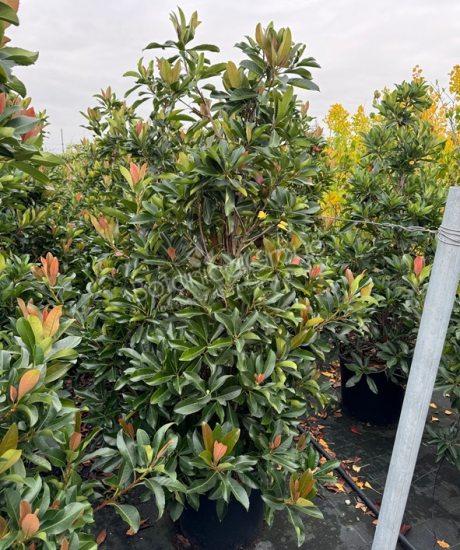 Eriobotrya japonica 'Coppertone' - Japanische Wollmispel