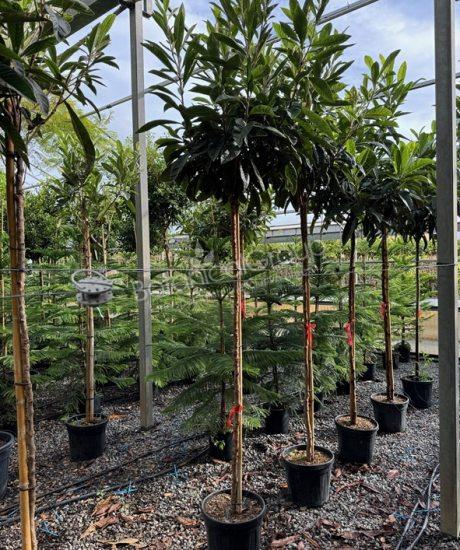 Eriobotrya japonica - Japanische Wollmispel