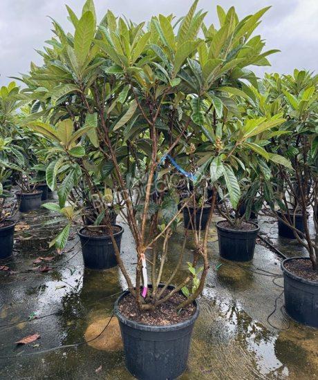 Eriobotrya japonica - Japanische Wollmispel