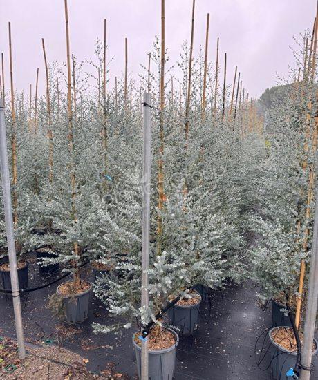 Eucalyptus gunnii 'Azura' - Eukalyptus