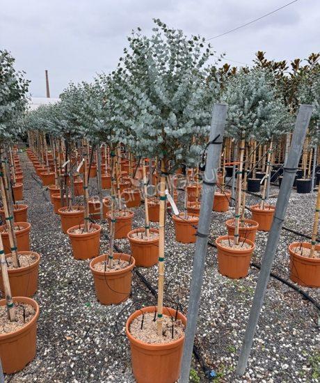 Eucalyptus gunnii 'Azura' - Eukalyptus