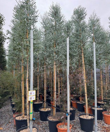 Eucalyptus gunnii 'Azura' - Eukalyptus