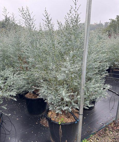Eucalyptus gunnii 'Azura' - Eukalyptus