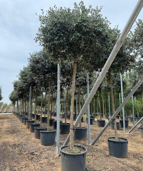 Feijoa sellowiana - Ananas-Guave