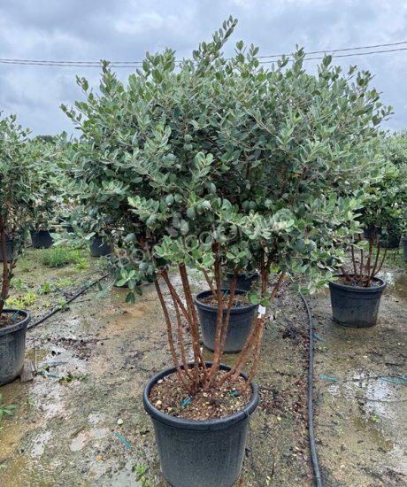 Feijoa sellowiana - Ananas-Guave