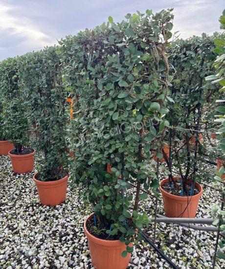 Feijoa sellowiana - Ananas-Guave