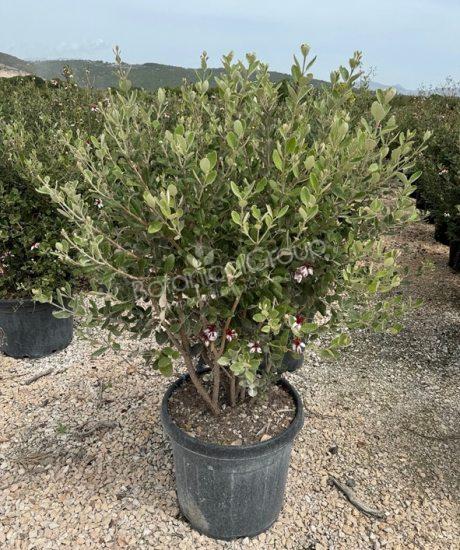 Feijoa sellowiana - Ananas-Guave