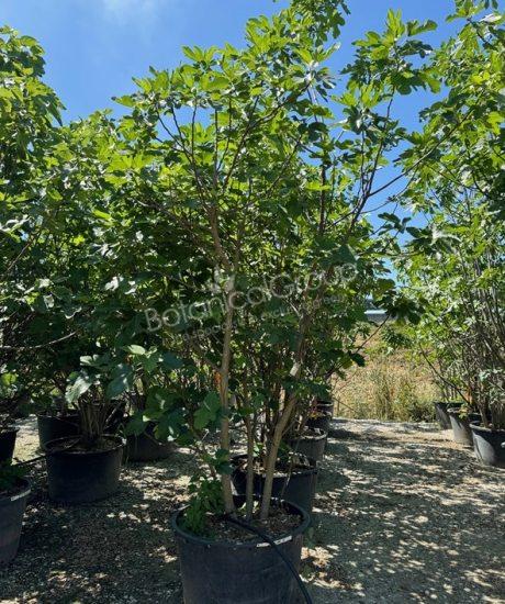 Feigenbaum 'Forma Toscana' - Ficus carica