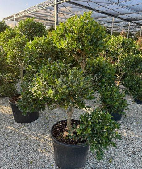 Ilex 'Nellie Stevens' - Stechpalme