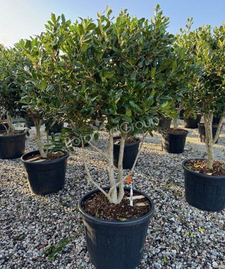 Ilex 'Nellie Stevens' - Stechpalme
