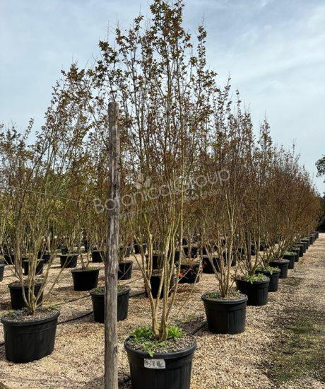 Lagerstroemia indica - Kreppmyrte