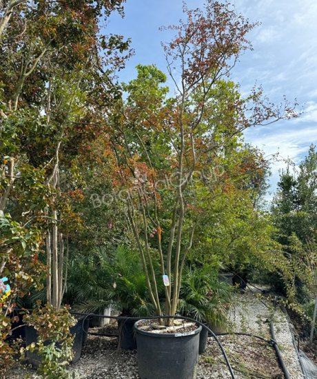 Lagerstroemia indica - Kreppmyrte