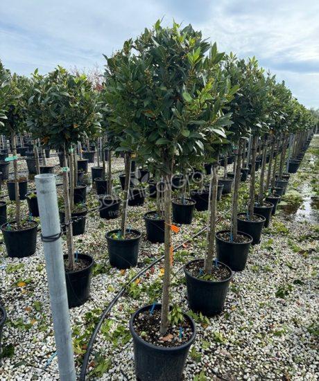 Laurus nobilis - Echter Lorbeer