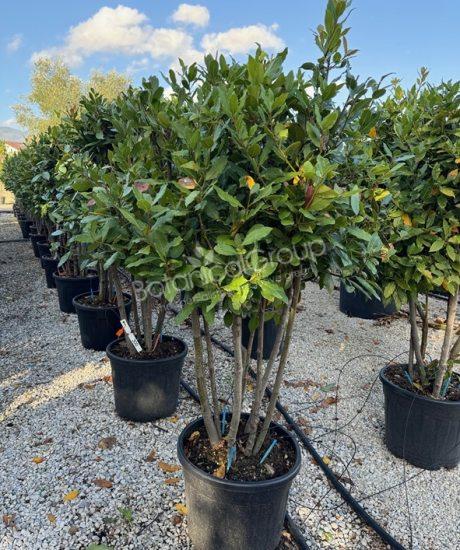 Laurus nobilis - Echter Lorbeer