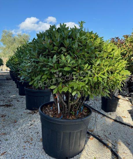 Laurus nobilis - Echter Lorbeer