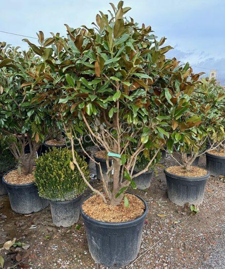 Magnolia grandiflora "Gallisoniensis"