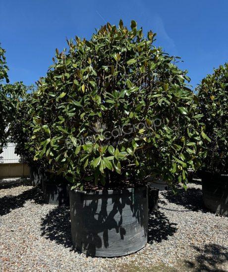 Magnolia grandiflora 'Gallisoniensis' - Immergrüne Magnolie
