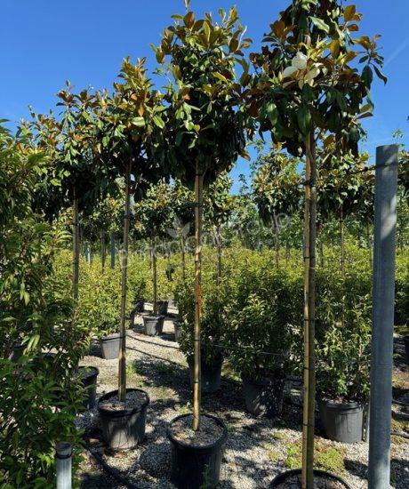 Magnolia grandiflora 'Goliath' - Immergrüne Magnolie